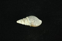 藏品(瘤蜷)的圖片